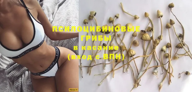 наркошоп  Алейск  Псилоцибиновые грибы Cubensis 